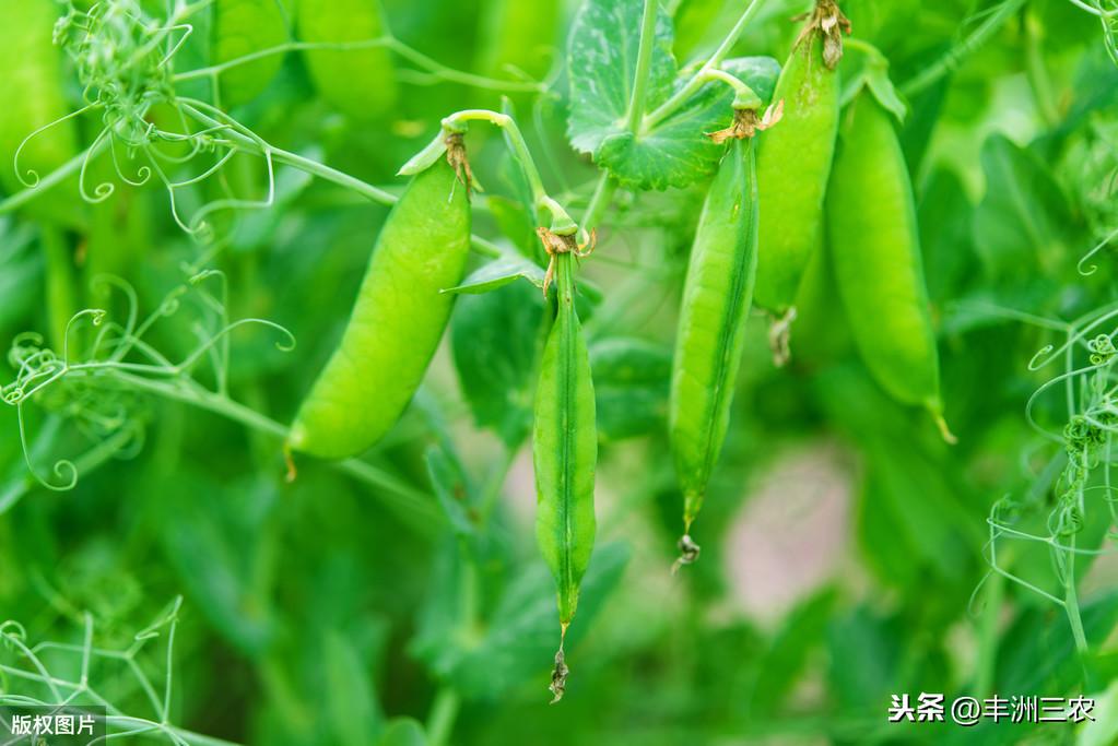 青豌豆种植技术的实际操作_豌豆种植技术视频_青豌豆怎样种植技术