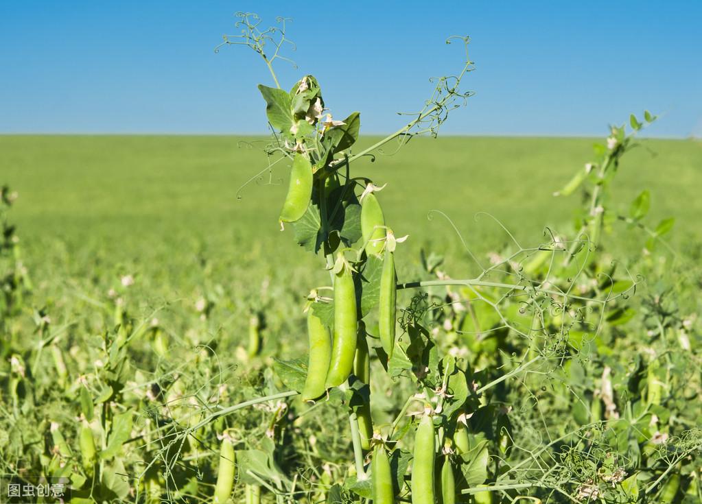 青豌豆怎样种植技术_青豌豆苗怎么种_青豌豆怎么种