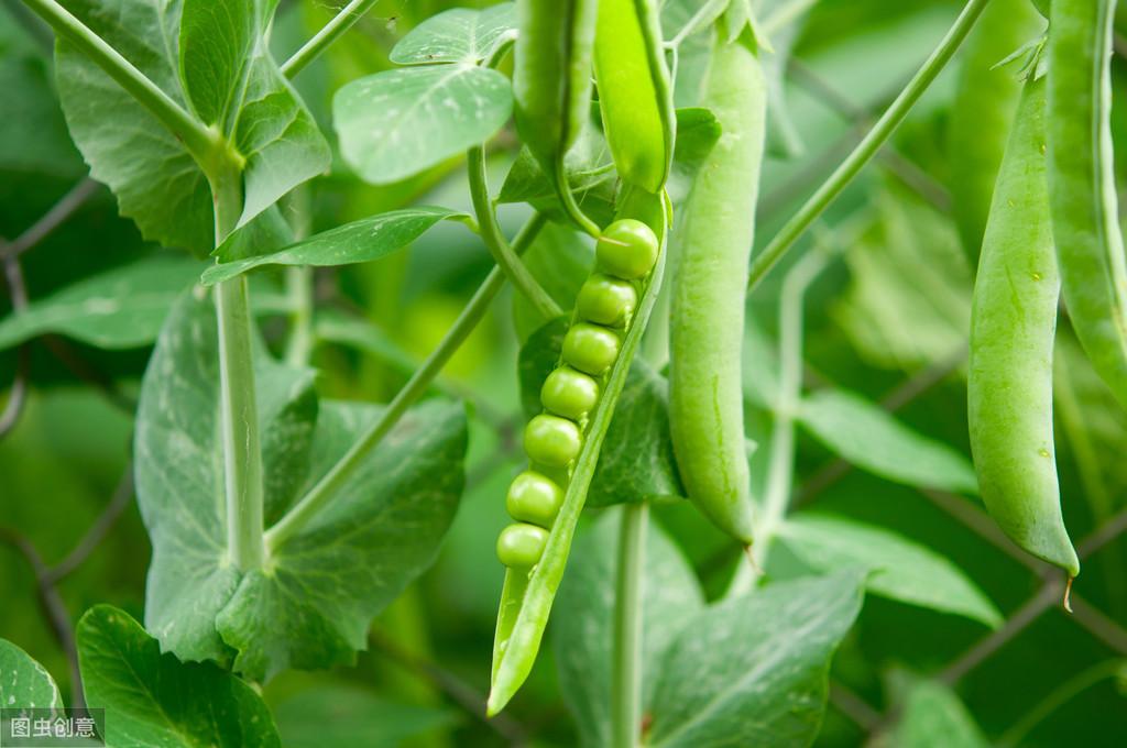 青豌豆怎样种植技术_青豌豆苗怎么种_青豌豆怎么种