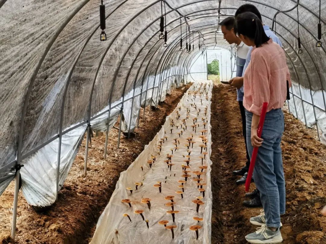 灵芝菌种培植技术大全_灵芝菇养殖技术_灵芝菌怎样种植