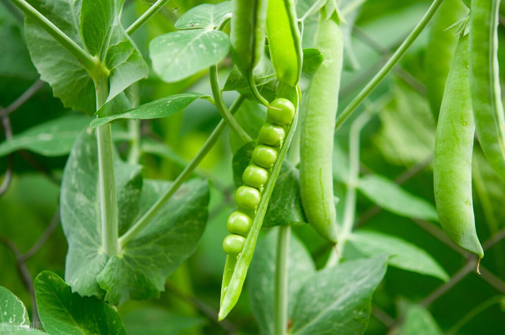 豌豆/甘薯轻简高效栽培技术，利用豌豆/甘薯茬口特性，实现高产