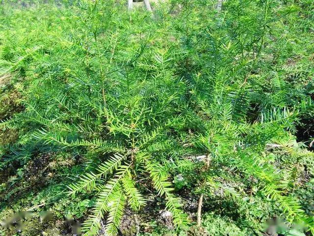 致富种植农民工具视频_农民种植致富工具_致富种植农民工具图片