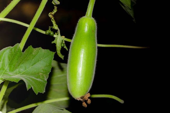 栽培冬瓜种植技术与管理_栽培冬瓜种植技术要点_种植冬瓜栽培技术