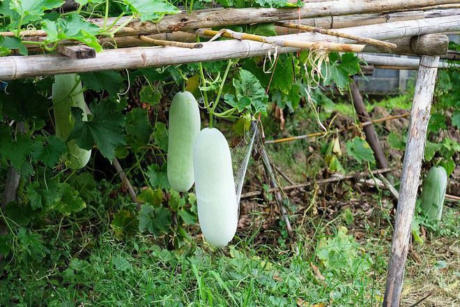 种植冬瓜栽培技术_栽培冬瓜种植技术与管理_栽培冬瓜种植技术要点