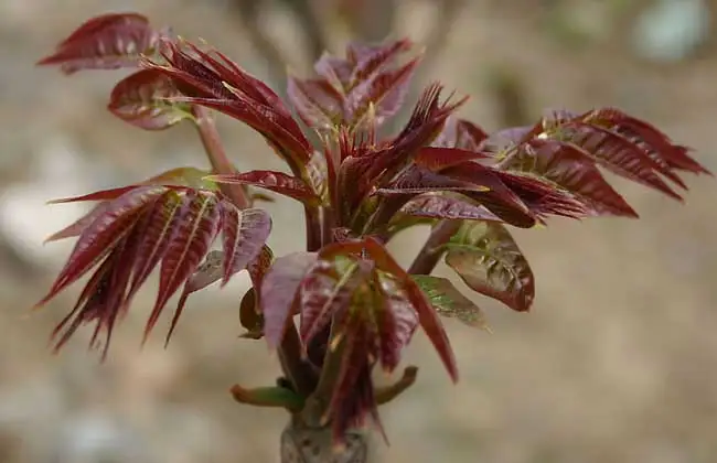 香椿种植技术