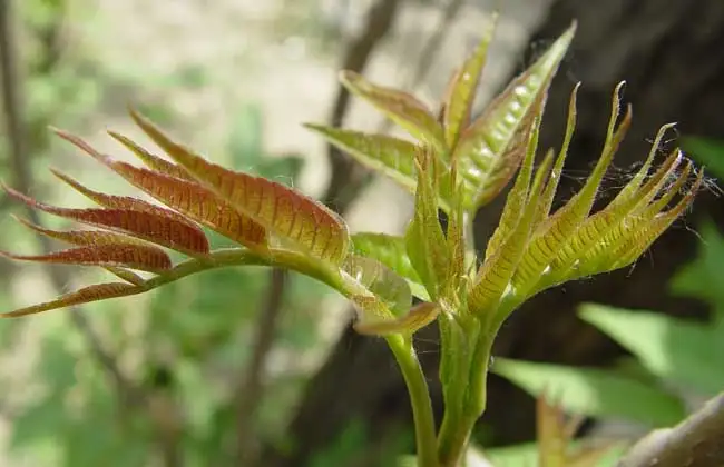 香椿种植技术