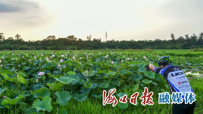 种植荷花致富_荷花致富种植图片_种植荷花赚钱吗