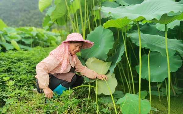 村民正在管护荷田。黄金桃摄