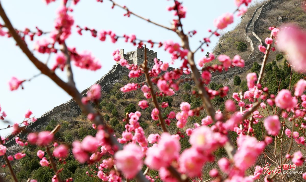 【组图】花开盛世：各地春花持续开 百花齐放春意浓