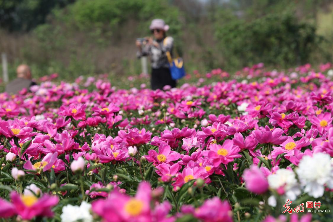 【组图】花开盛世：各地春花持续开 百花齐放春意浓