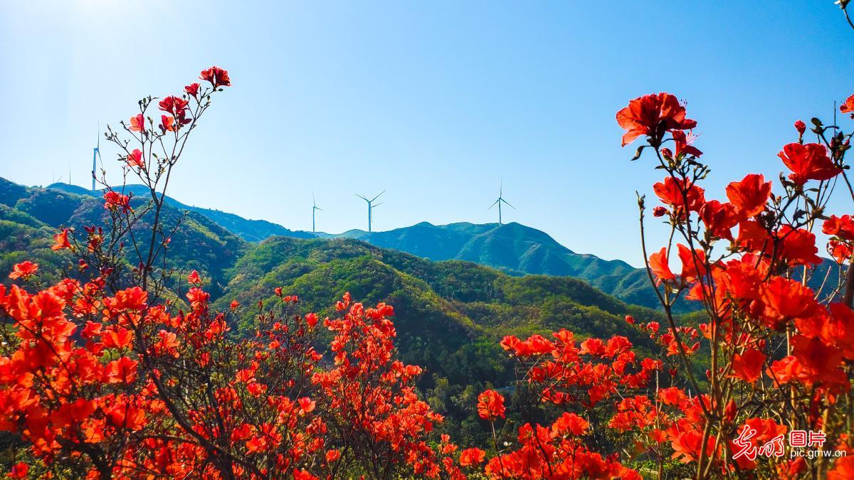 【组图】花开盛世：各地春花持续开 百花齐放春意浓