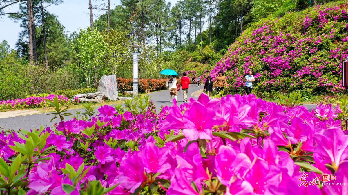 【组图】花开盛世：各地春花持续开 百花齐放春意浓