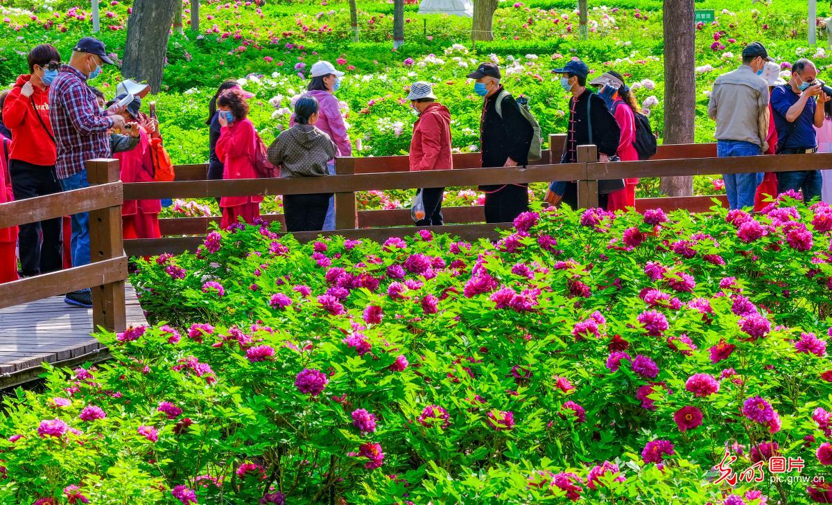 【组图】花开盛世：各地春花持续开 百花齐放春意浓