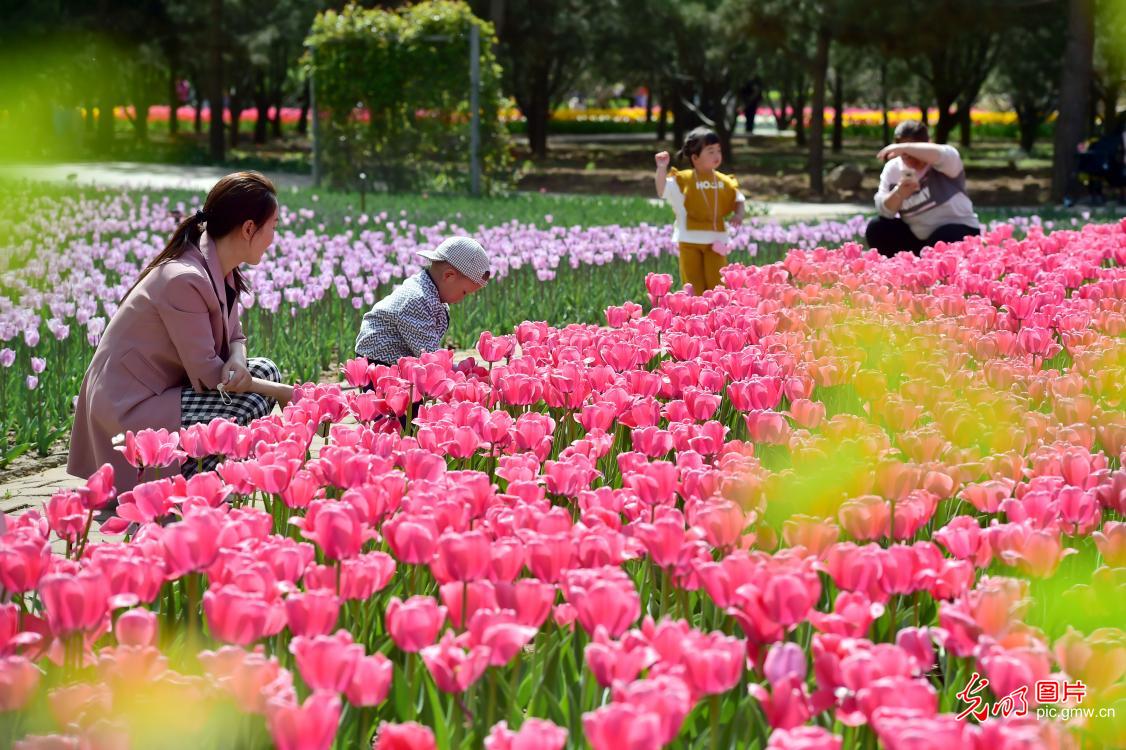 【组图】花开盛世：各地春花持续开 百花齐放春意浓