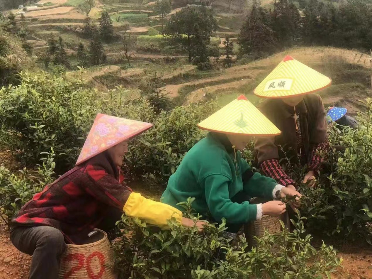 种植白茶叶致富_种植白茶的市场前景_白茶种植条件