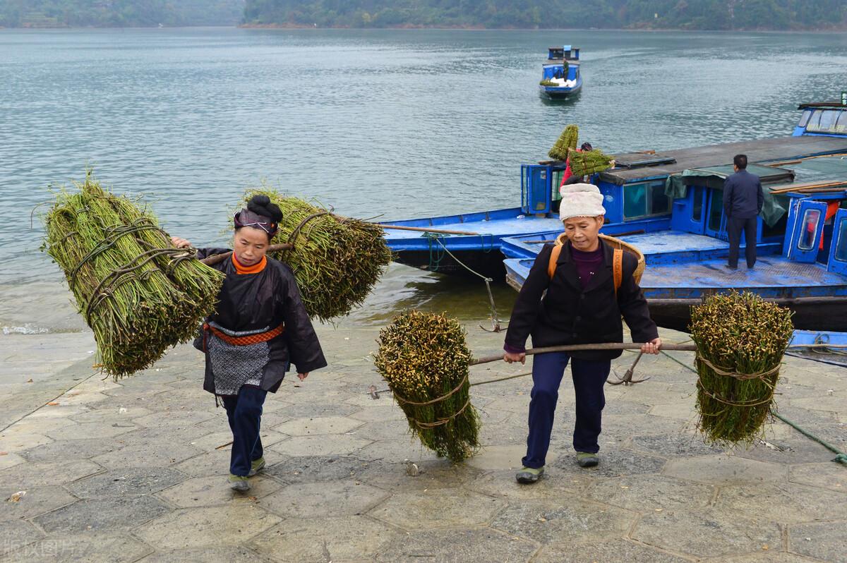 种植半夏前景如何_半夏的种植技术视频_最新半夏种植视频