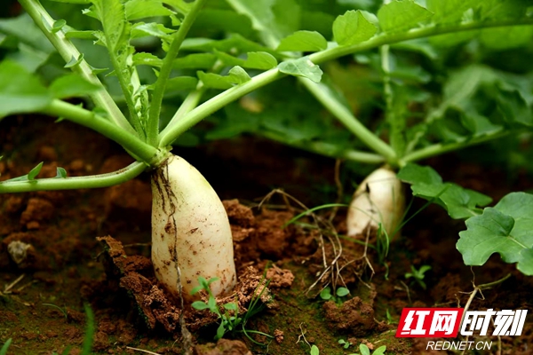 致富三农养鸡_三农致富经三农致富经_致富三农视频