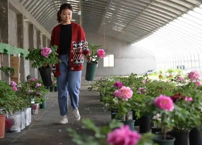 牡丹致富种植技术视频_种植牡丹致富_牡丹致富种植方法