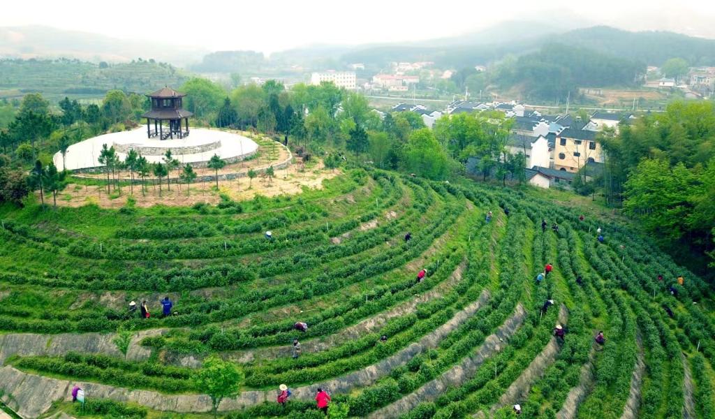 种植白茶赚钱吗_种植白茶叶致富_种植白茶的市场前景