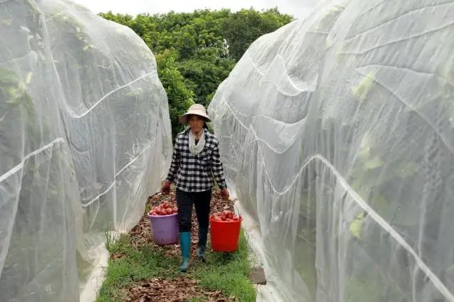 莲雾种植致富故事_莲雾种植成本_致富经种莲藕视频