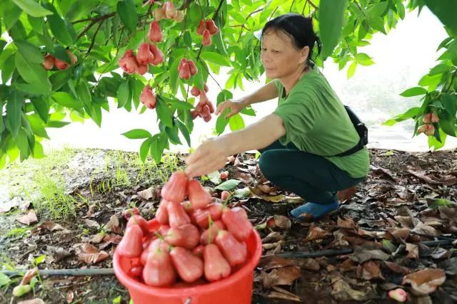 致富经种莲藕视频_莲雾种植成本_莲雾种植致富故事