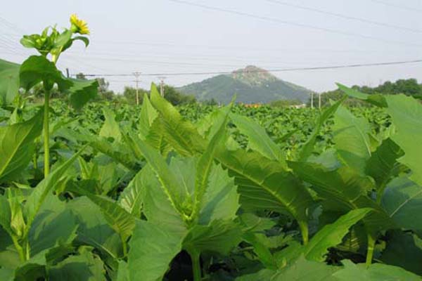 菊种子的种植方法_菊巨种植技术_菊巨怎么种植