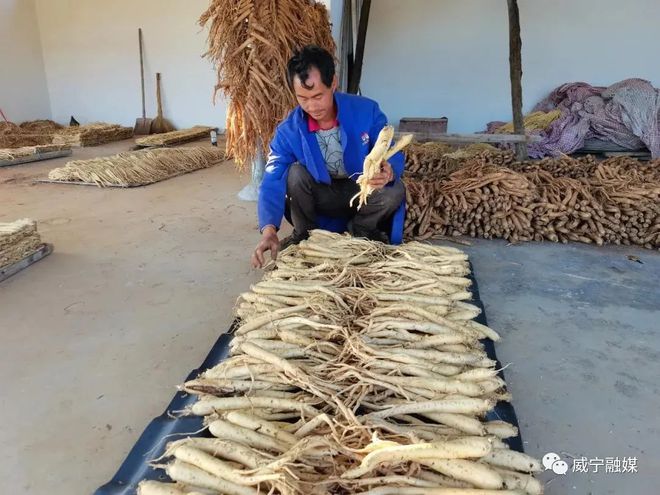 种植党参的有利条件_党参种植致富_种植党参的药效怎么样