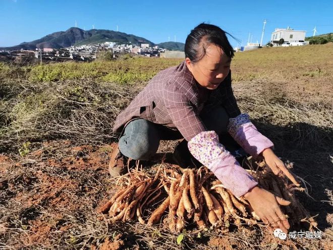 种植党参的有利条件_种植党参的药效怎么样_党参种植致富