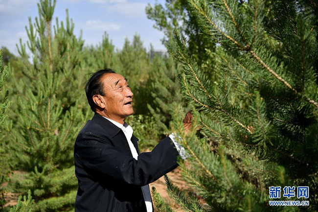 沙漠种植致富_沙漠种树项目_沙漠种地