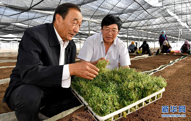 沙漠种地_沙漠种植致富_沙漠种树项目