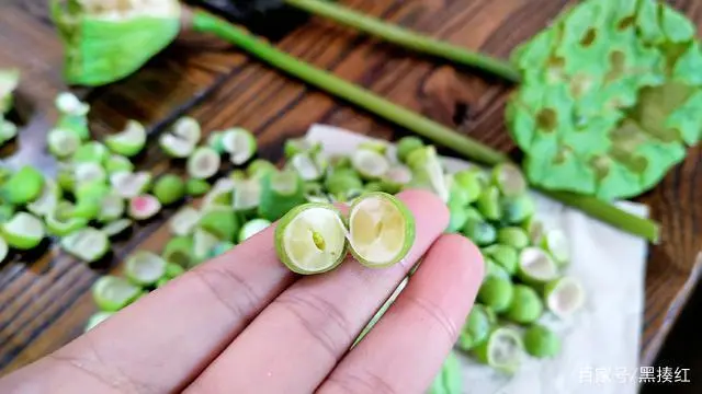 荷花致富种植方法_荷花致富种植图片_种植荷花致富