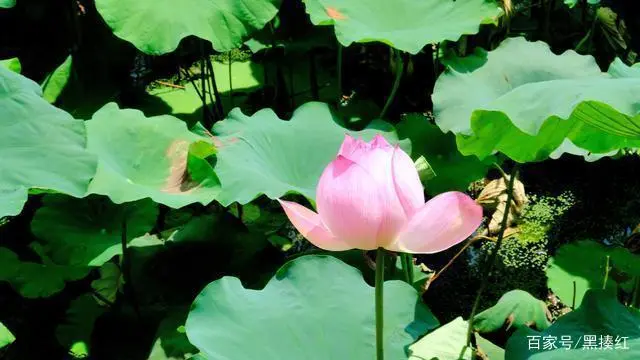 种植荷花致富_荷花致富种植方法_荷花致富种植图片