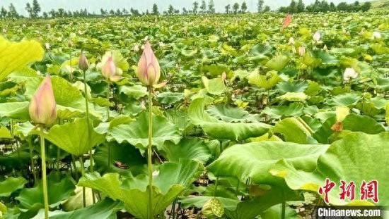 沙漠种草致富经视频_沙漠种植致富_沙漠种树项目