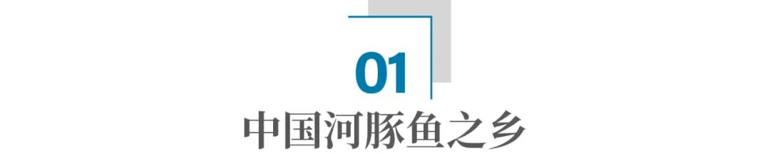 养殖河豚技术有前途吗_养殖河豚技术有前景吗_河豚哪里有养殖技术