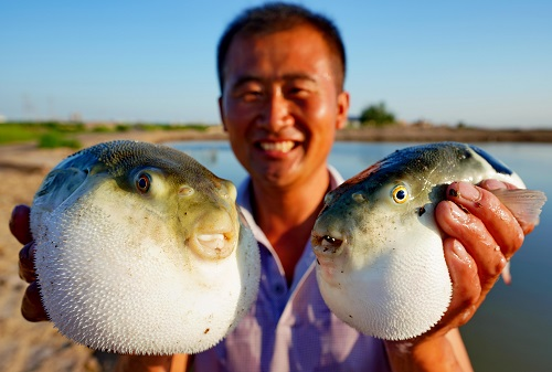 养殖河豚技术有前景吗_河豚哪里有养殖技术_养殖河豚技术有前途吗