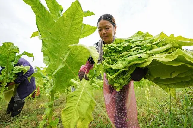 致富种植烤烟材料是什么_种植烤烟致富材料_2020烤烟种植技术