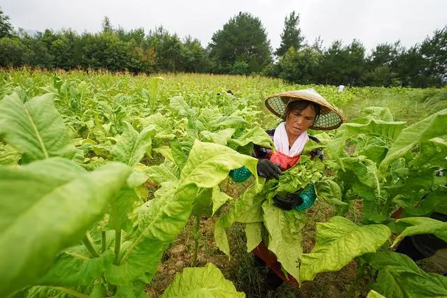 致富种植烤烟材料是什么_种植烤烟致富材料_2020烤烟种植技术