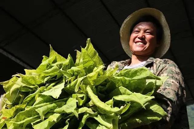 致富种植烤烟材料是什么_2020烤烟种植技术_种植烤烟致富材料