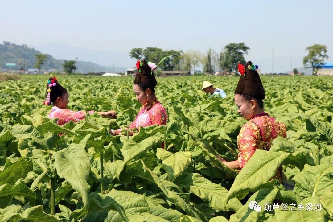 2020烤烟种植技术_烤烟种植赚钱吗_种植烤烟致富材料