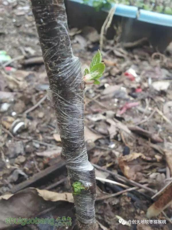 软枣子种植_软枣子种植技术_软枣的种植技术