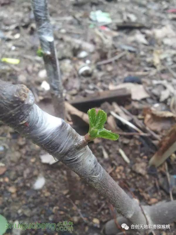 软枣子种植_软枣的种植技术_软枣子种植技术