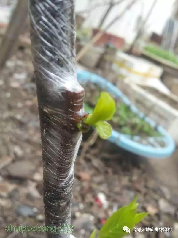 软枣子种植_软枣的种植技术_软枣子种植技术