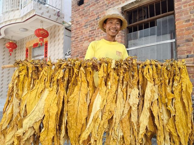 种植烤烟致富材料_种植烤烟视频_2020烤烟种植技术