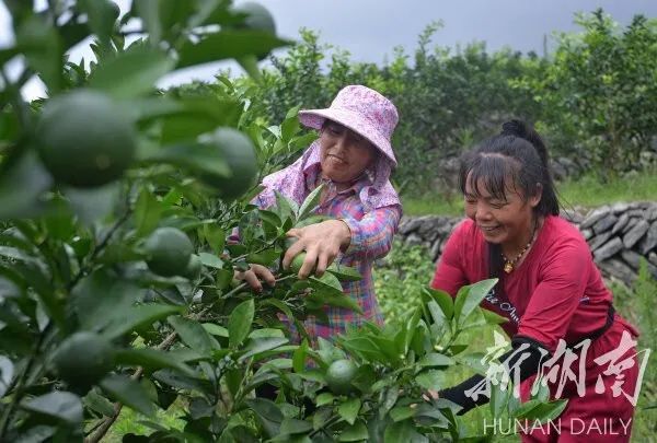 湖南娄底养殖致富_娄底水产养殖_娄底市养羊基地