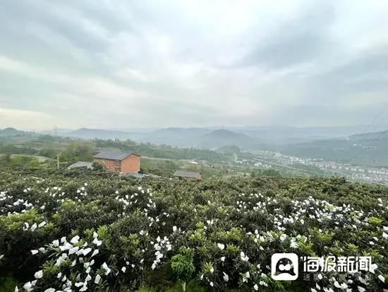 重庆种植致富项目_致富种植重庆项目有哪些_重庆致富好项目