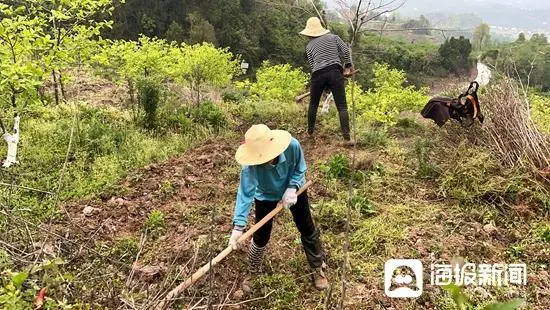 重庆致富好项目_重庆种植致富项目_致富种植重庆项目有哪些