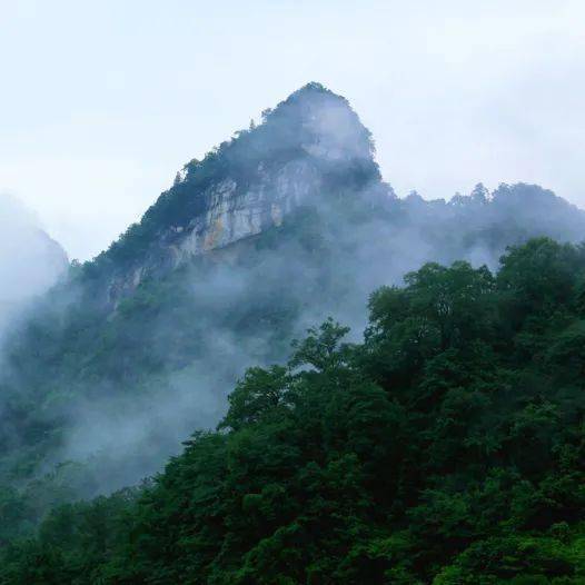 农村致富种_致富种植什么比较赚大钱_种植致富的路在哪里