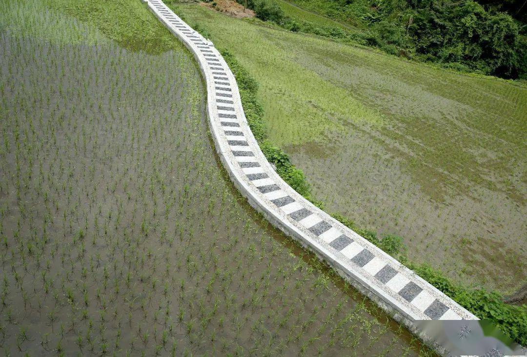 农村致富种_种植致富的路在哪里_致富种植什么比较赚大钱