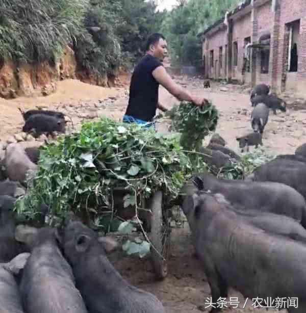 红薯种植技术致富经_致富经种植红薯视频_致富红薯种植技术视频