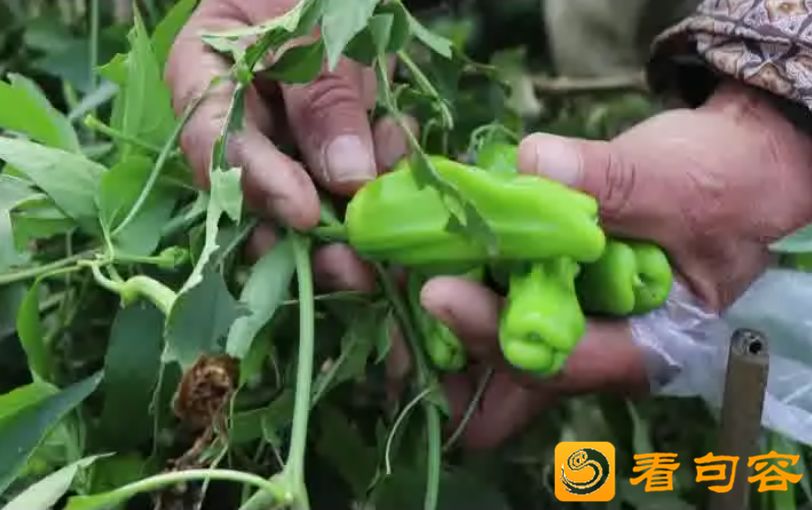 洪钢炉事件_致富经洪钢炉_致富经荣红卫